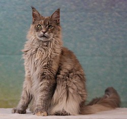 Maine Coon poly