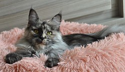 Chatte Maine Coon