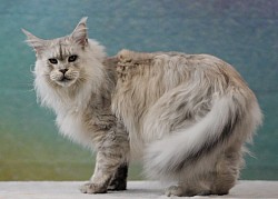 Maine Coon hight silver