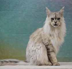 Maine Coon Silver pale