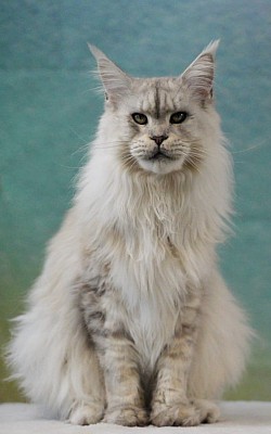 Maine Coon black silver claire