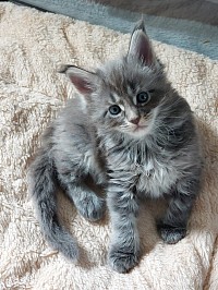 Portée chatons Maine Coon