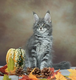 chatons Maine Coon