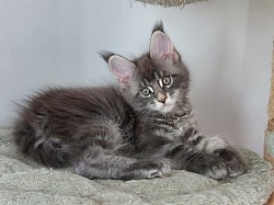 chaton maine coon