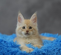 Maine Coon red silver spotted tabby