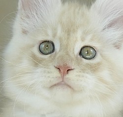 Portrait Maine Coon