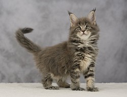 femelle maine coon bleue tabby