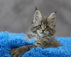 chaton maine coon bleue silver tabby