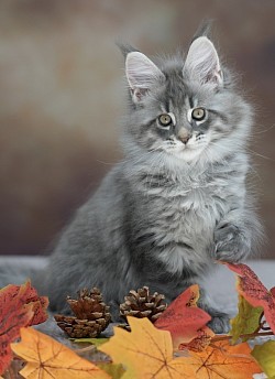 Chaton maine coon bleue mackerel tabby