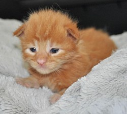 Chaton red solide