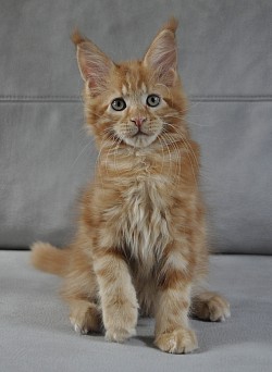 Maine coon red solide