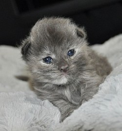 chaton maine coon black smoke tortie