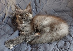 maine coon black smoke tortie