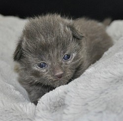 chaton Maine Coon bleue