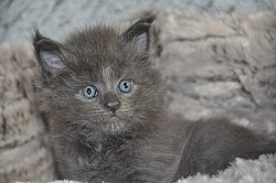 maine coon bleu solide