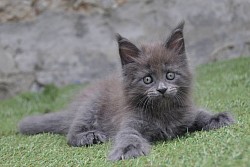 Femelle maine coon bleue