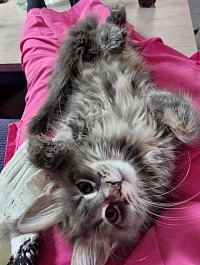 chaton maine coon tabby