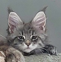 Chaton maine coon bleu silver