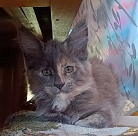 Maine coon bleu