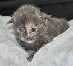 bébé maine coon