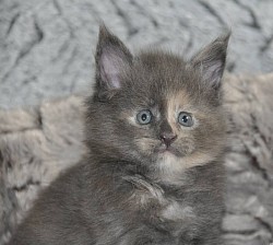 maine coon tortie