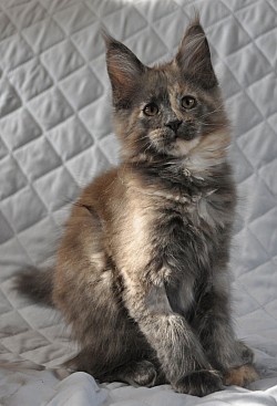 Maine Coon bleue tortie