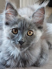 femelle maine coon black smoke tortie