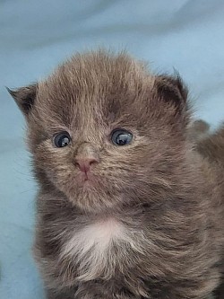 maine coon bleu et blanc