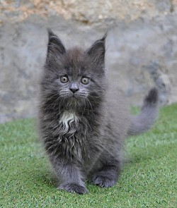 Maine Coon médaillon blanc