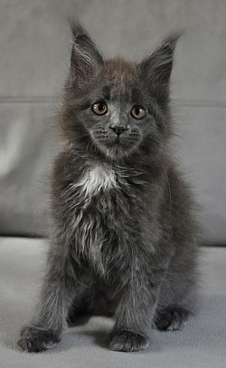 femelle maine coon bleue et blanc