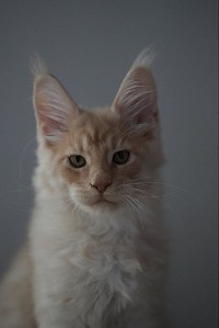 maine coon roux