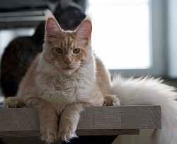Maine Coon Red silver
