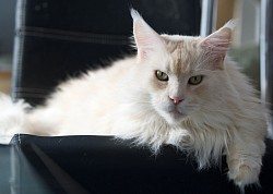 Femelle Maine Coon red silver