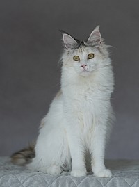 Maine Coon arlequin