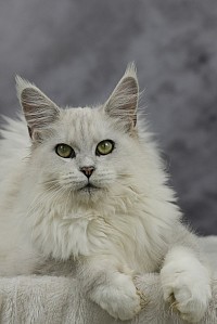 Maine Coon Chichilla