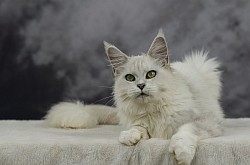 Maine Coon black silver shell