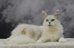 Maine Coon black silver shaded chinchila