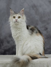 Maine Coon arlequin