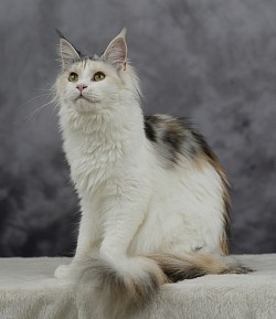 Maine Coon tricolor