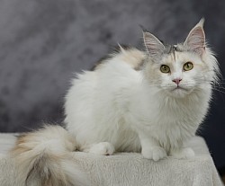 Maine Coon arlequin et blanc