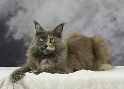 Profil Maine Coon