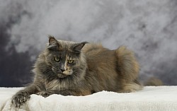 Maine Coon jouette