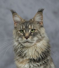 Maine Coon bleu silver tortie