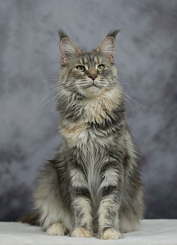 Femelle Maine Coon