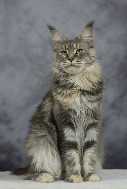 Maine Coon bleue silver tortie tabby