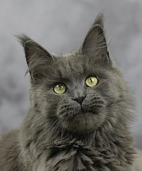 Maine Coon bleu