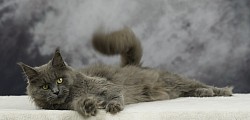 Maine Coon bleue