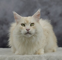 Femelle Maine Coon red silver