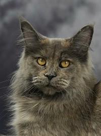 Maine Coon bleue tortie