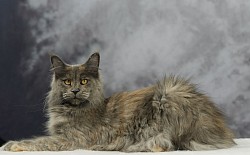 Femelle Maine Coon bleue tortie